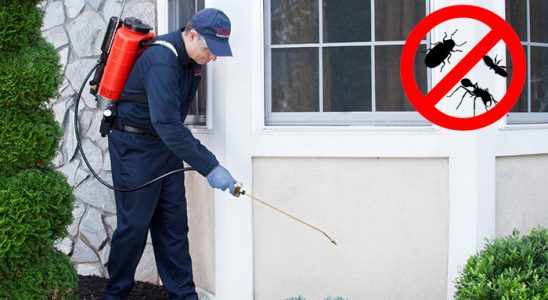 Dikili Hamam Böceği İlaçlama böcek ilaçlama ve haşere kontrolü — ilaclama-tr.com